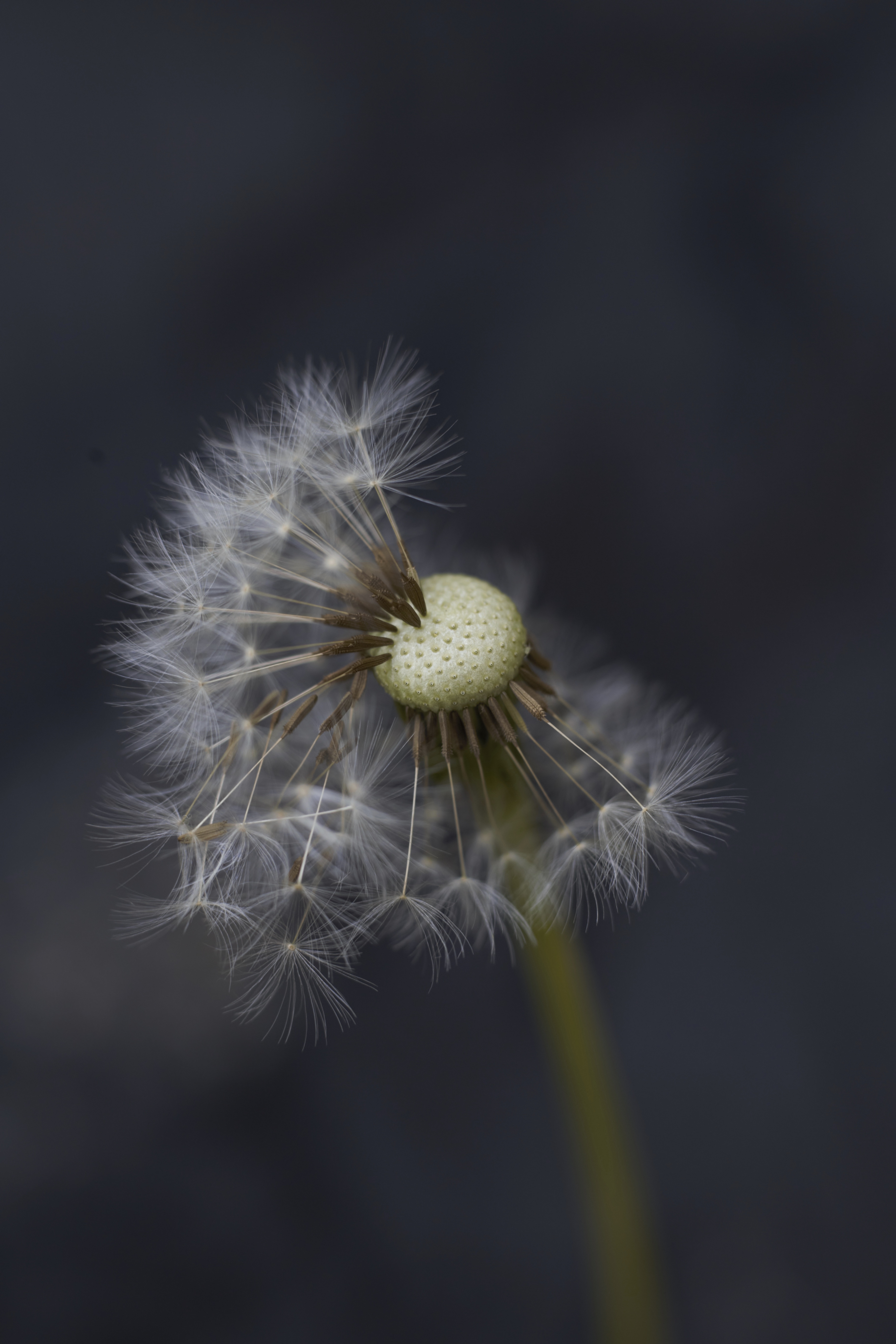 524E396D-8223-4C93-9977-F5E0A30257B3