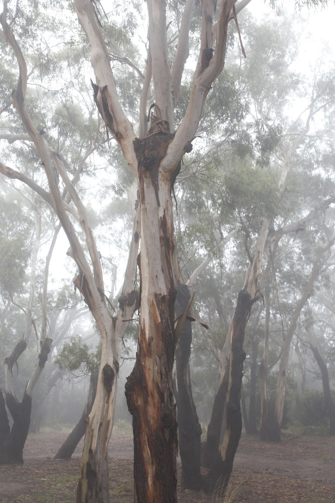 85B50BFC-06FB-4A48-B0FB-6CAD19515AA6